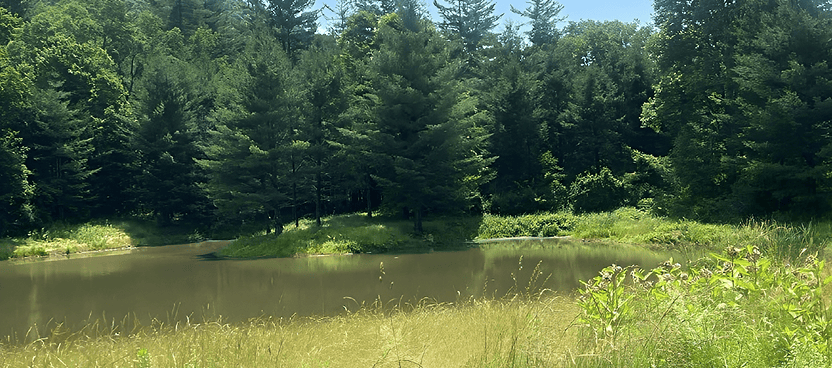 Forest pond surrounded by lush green trees.