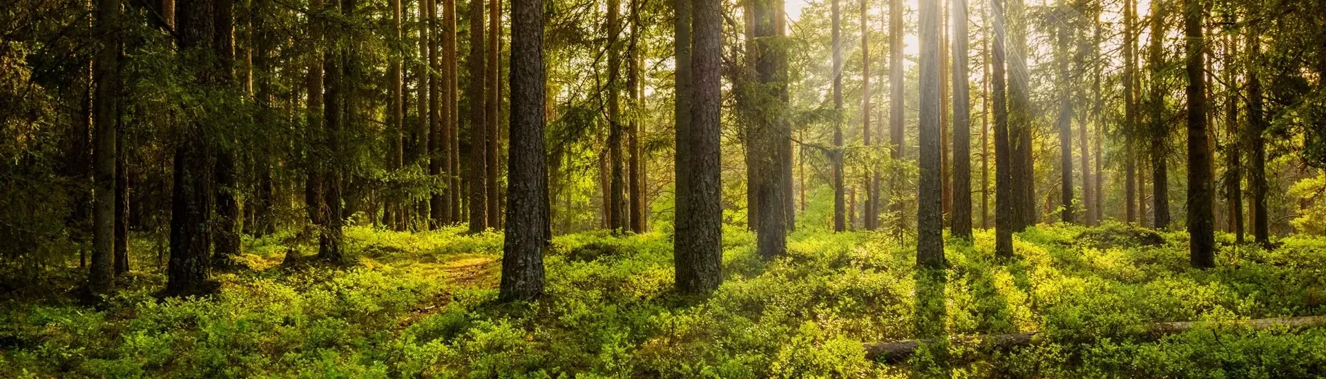 Lush green forest under sunlight